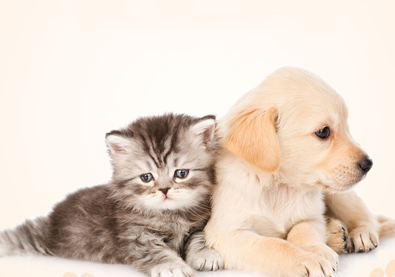 深圳市天姬寵物用品有限公司